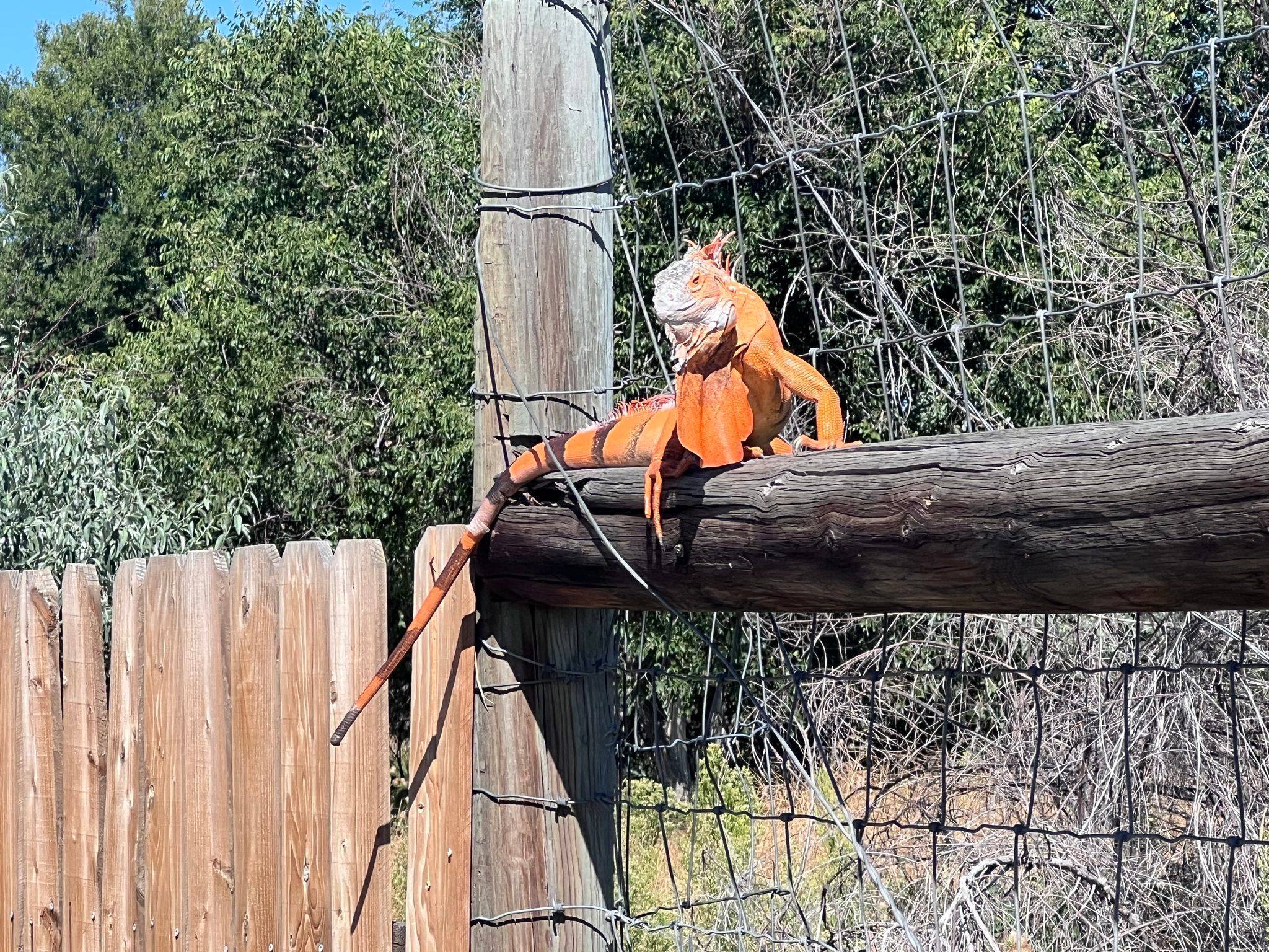 orange iguana_cherry creek state park.jpg