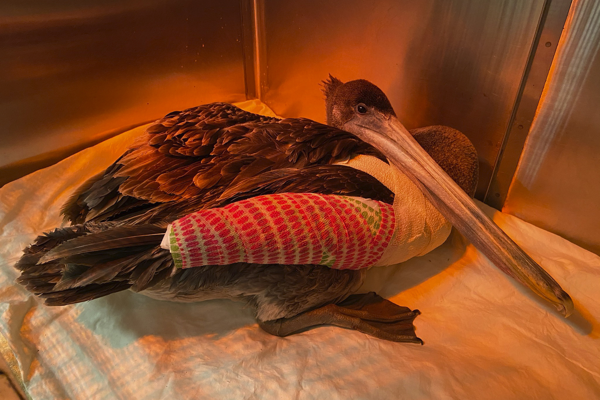 Mutilated Pelicans California