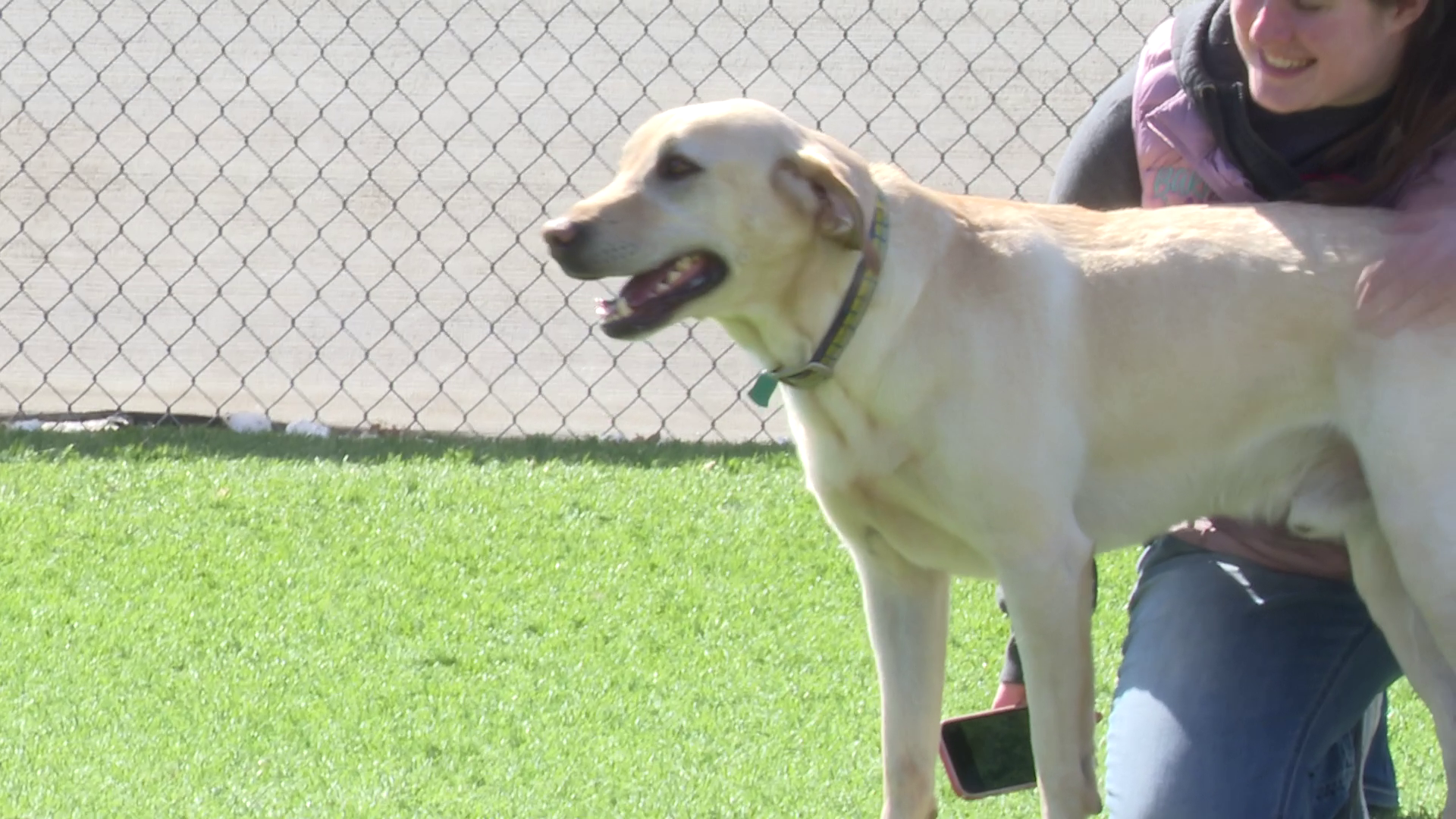 Voyagers choose 'Mayor' as one of three 'bat-dogs'