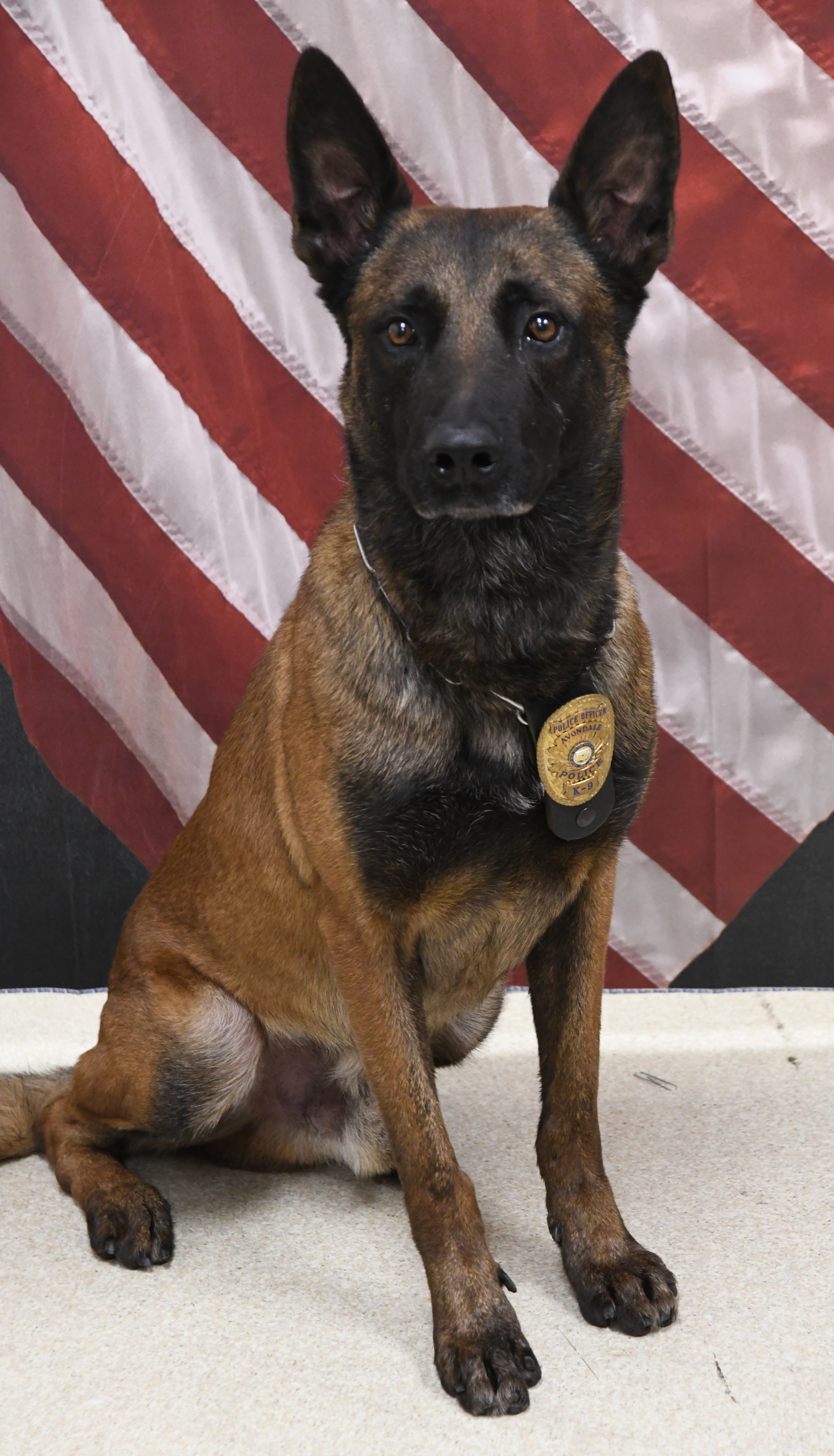 Avondale K9 Rico
