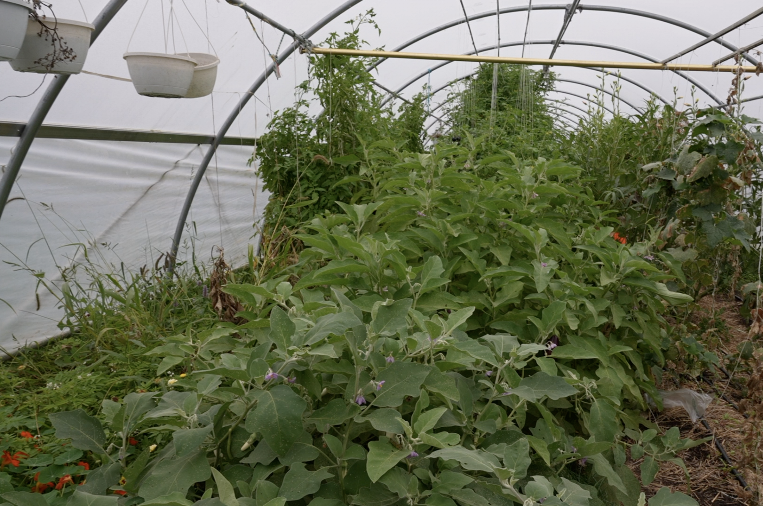 Inside the Hill Community Garden hoop house