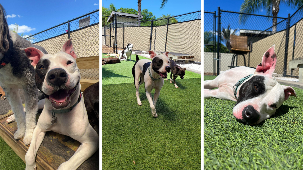 Tully's Tails: Meet Rose