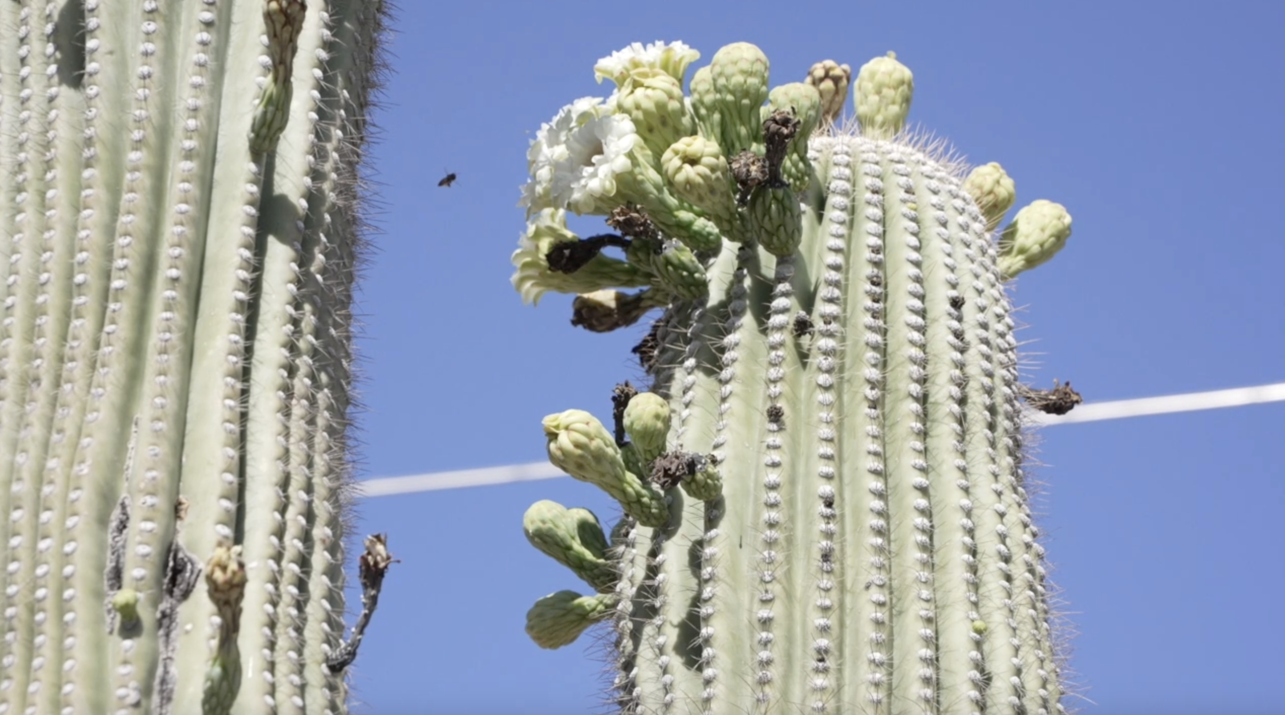 saguaro blooms