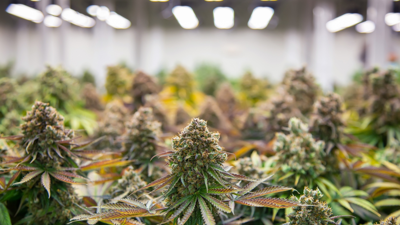top of cannabis ruderalis plants in science lab.