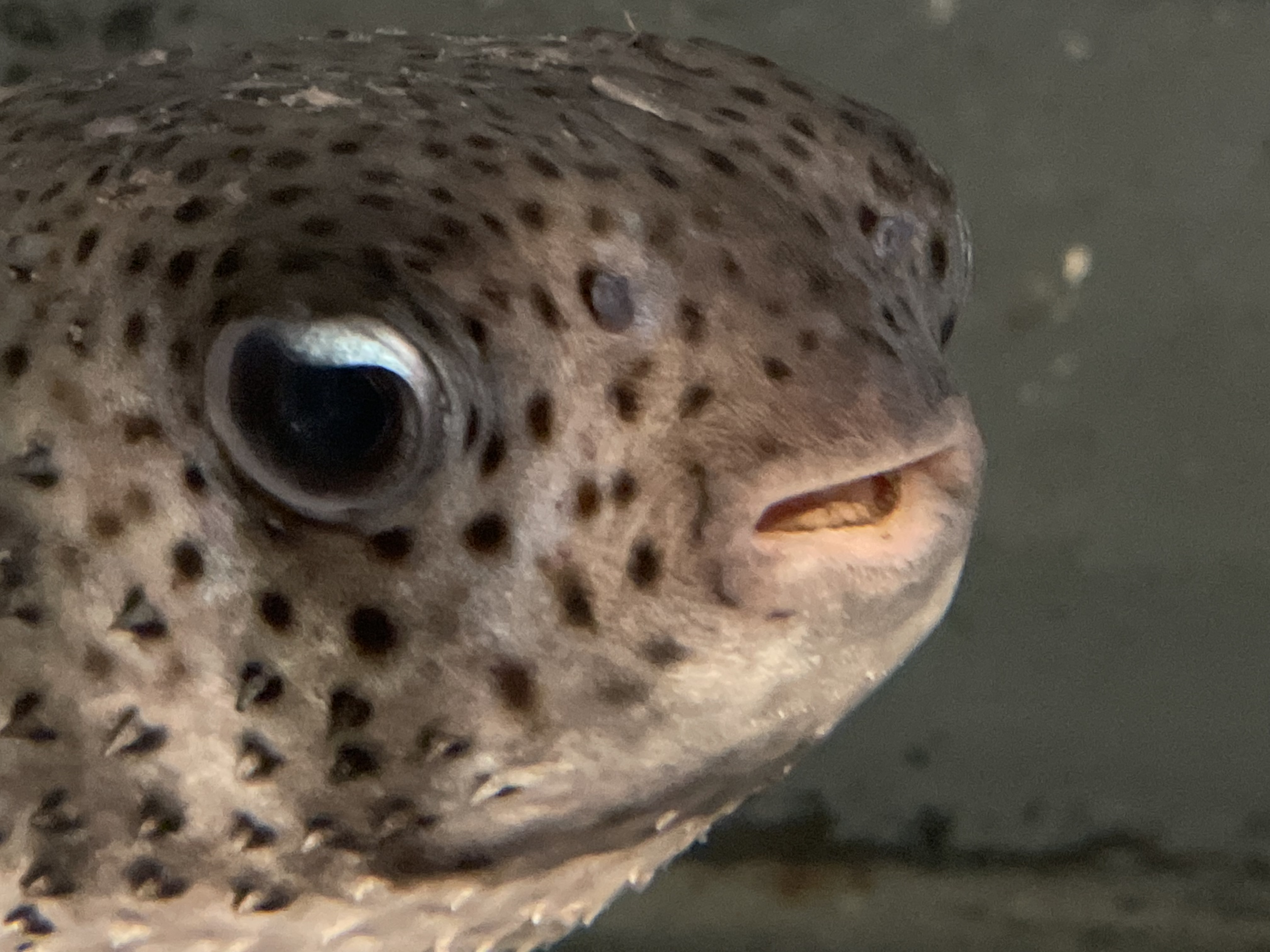 Spot-fin Porcupinefish_2.JPG