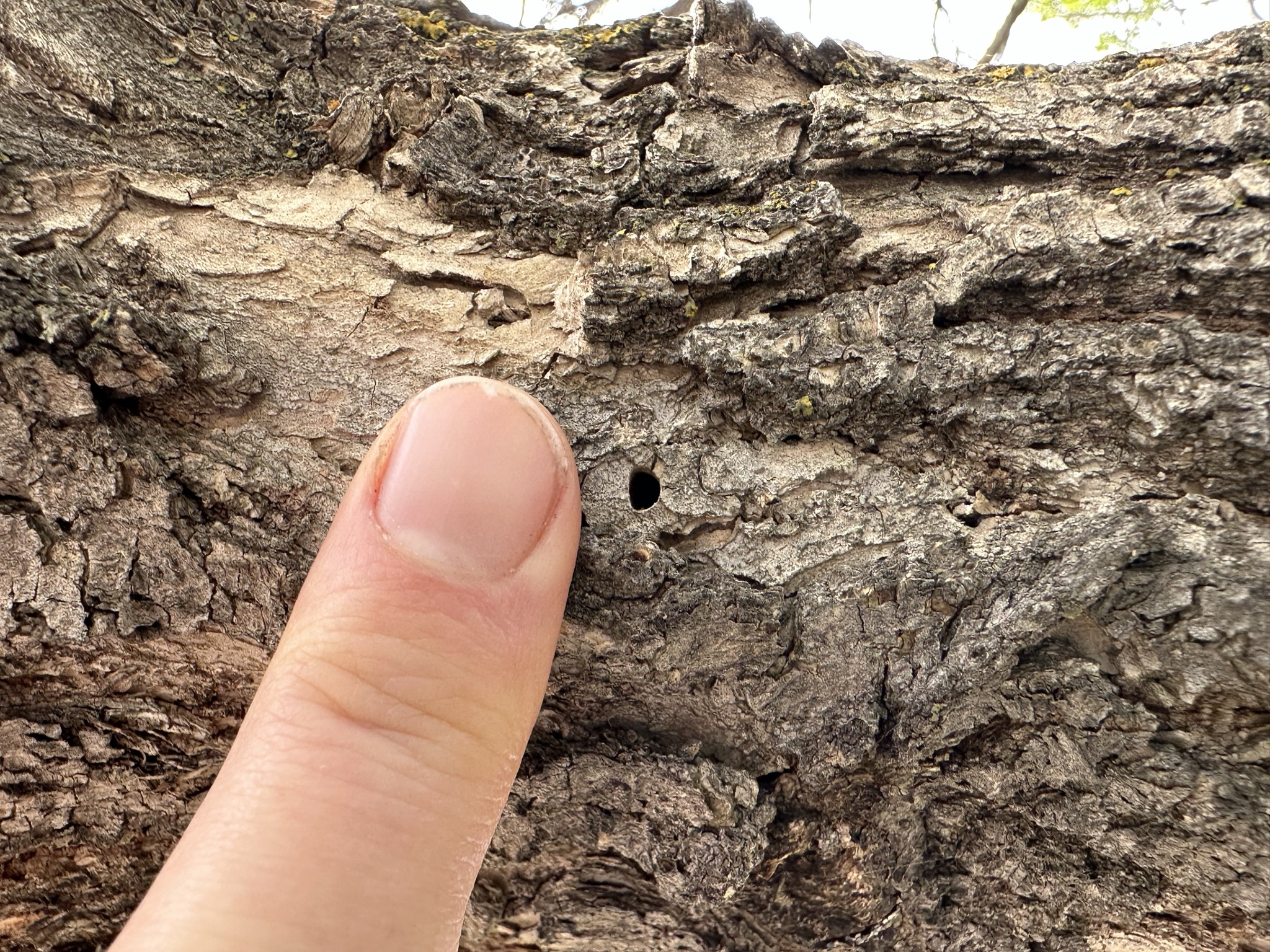 emerald ash borer hole.JPEG