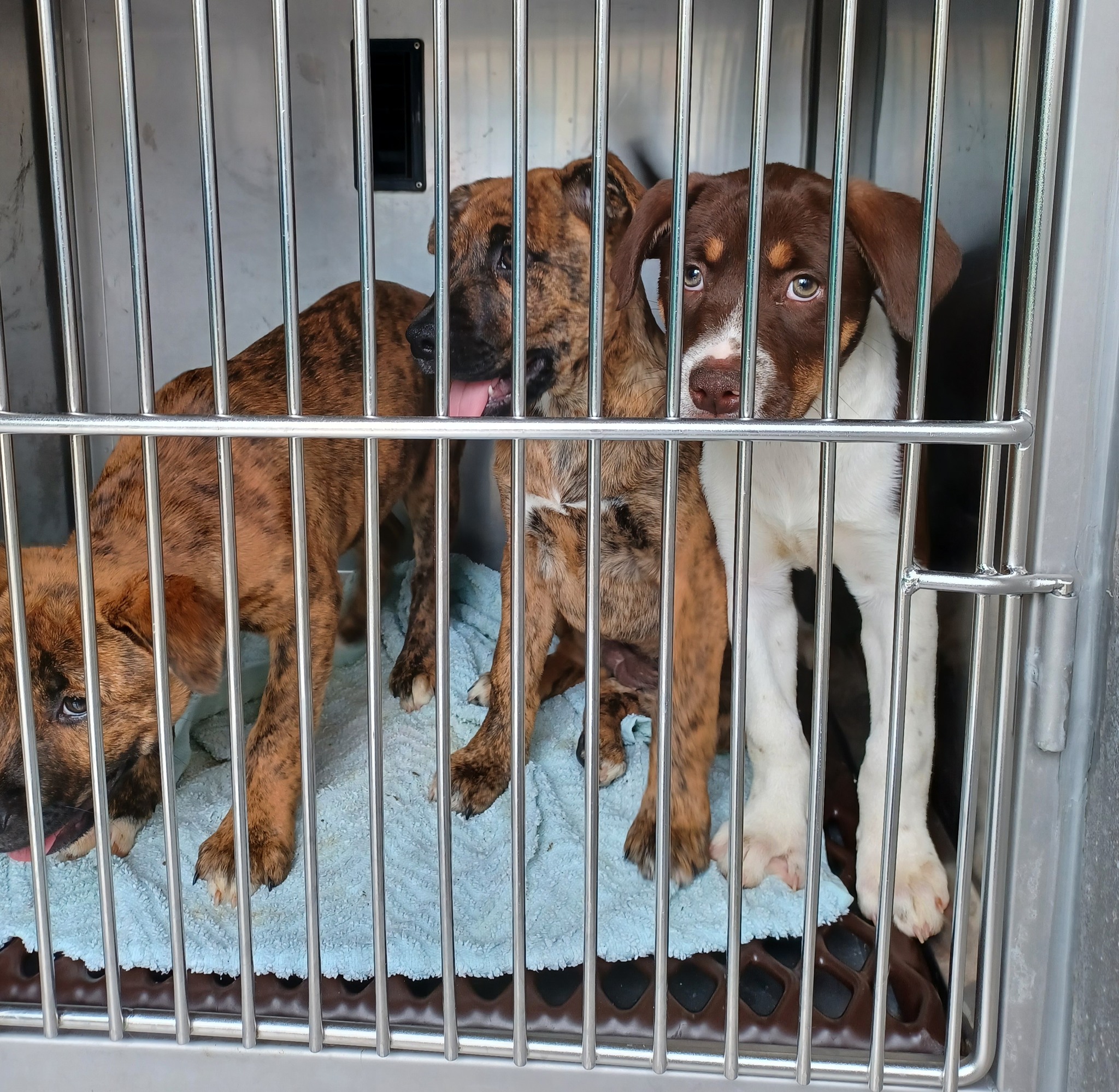 SPCA puppies