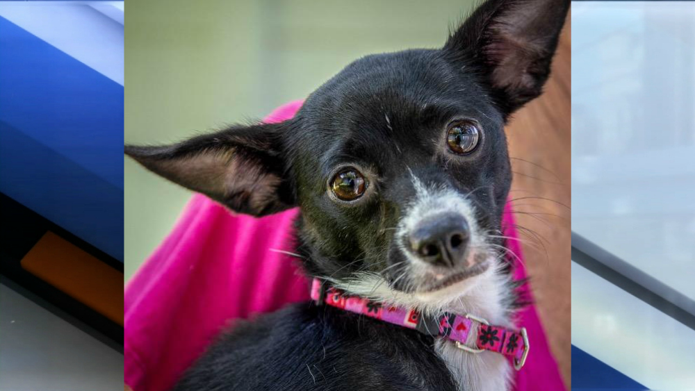 Rose pet of the week