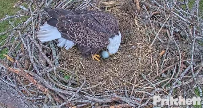 Harriet watches over egg laid earlier this week
