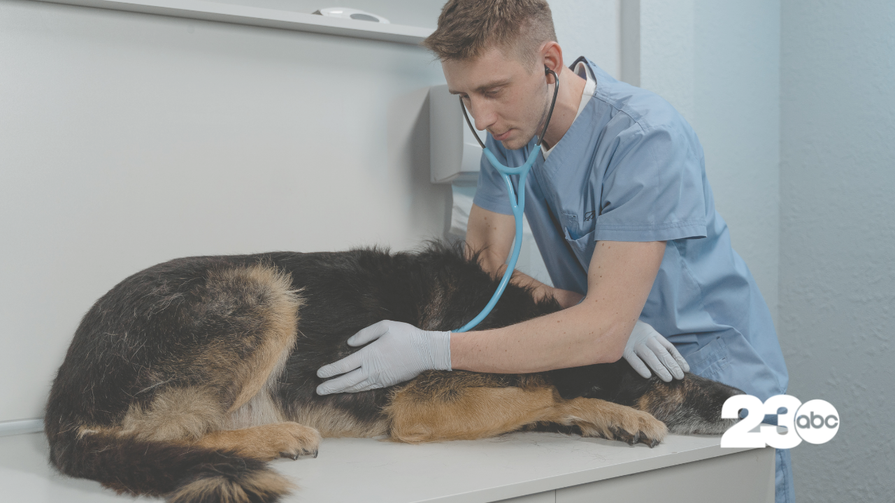 Veterinarian (FILE)
