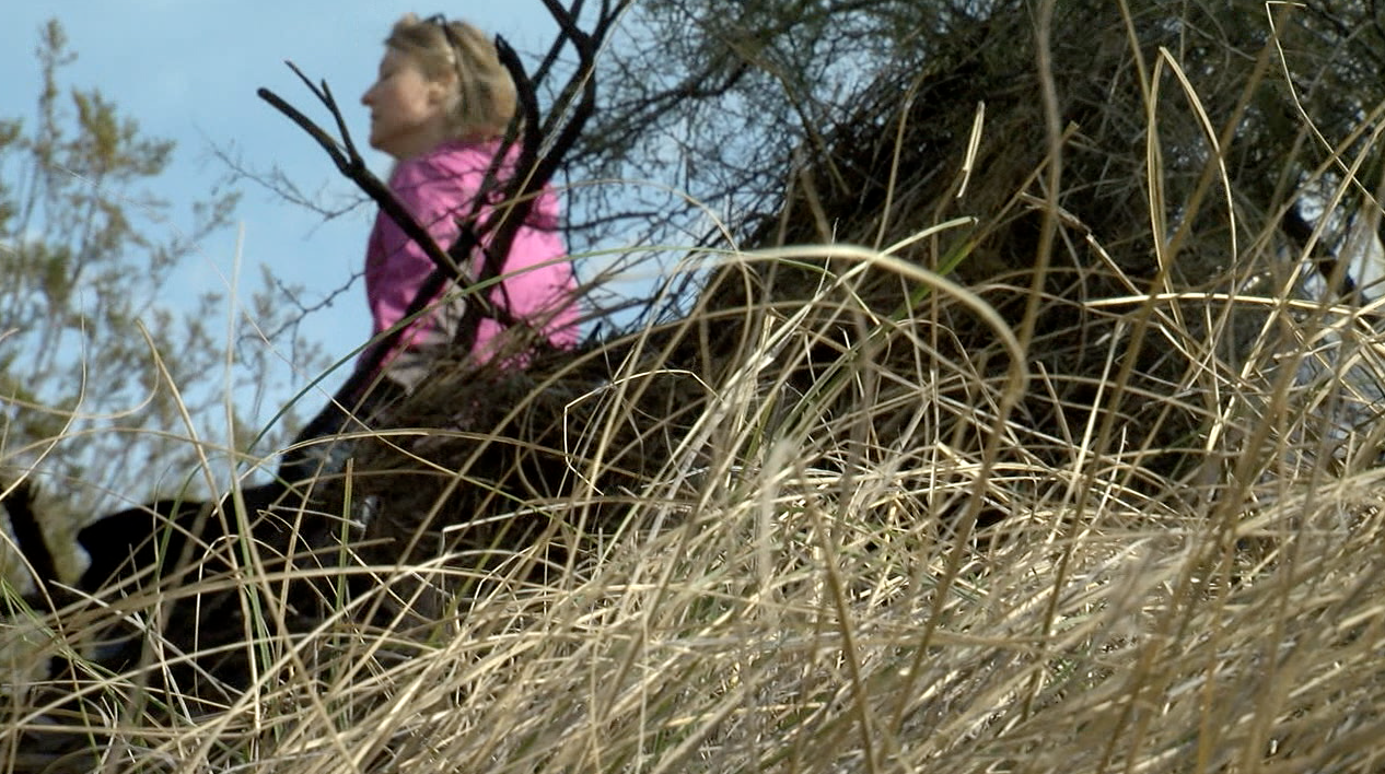 Dangers of buffelgrass during wildfire season