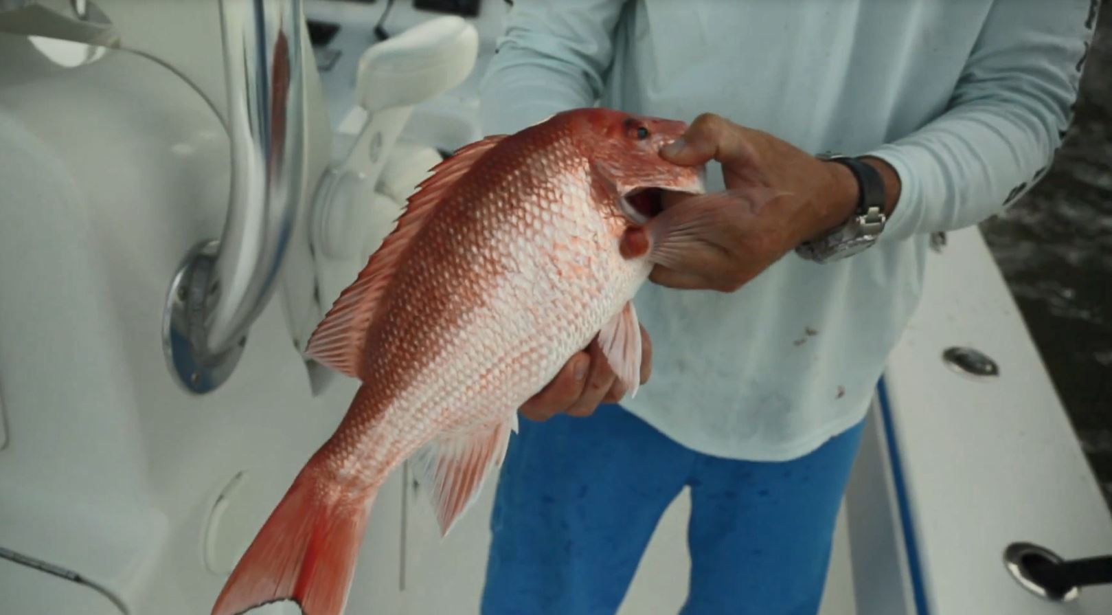 RED SNAPPER_LDWF.JPG