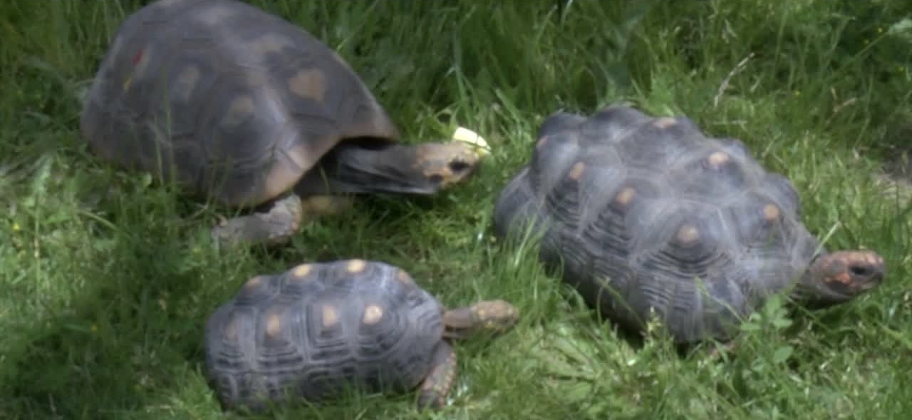 Red-Eared Slider turtles