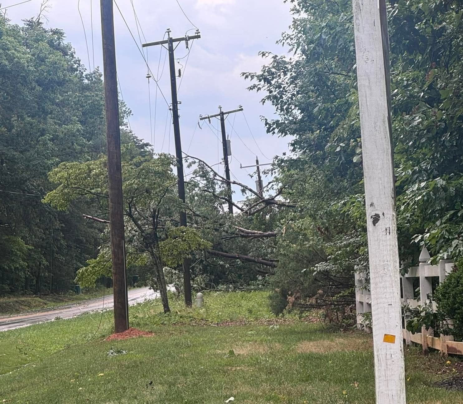 Tree Downed Power Lines