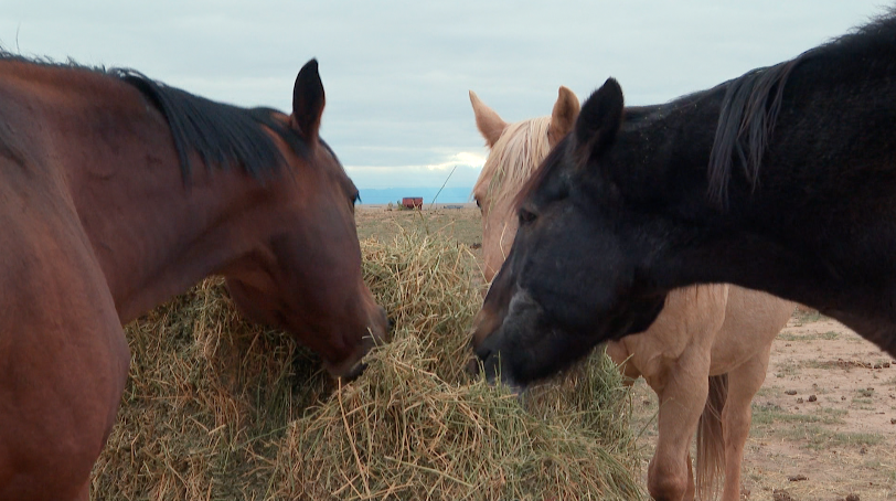 Houghton Healing and Therapy