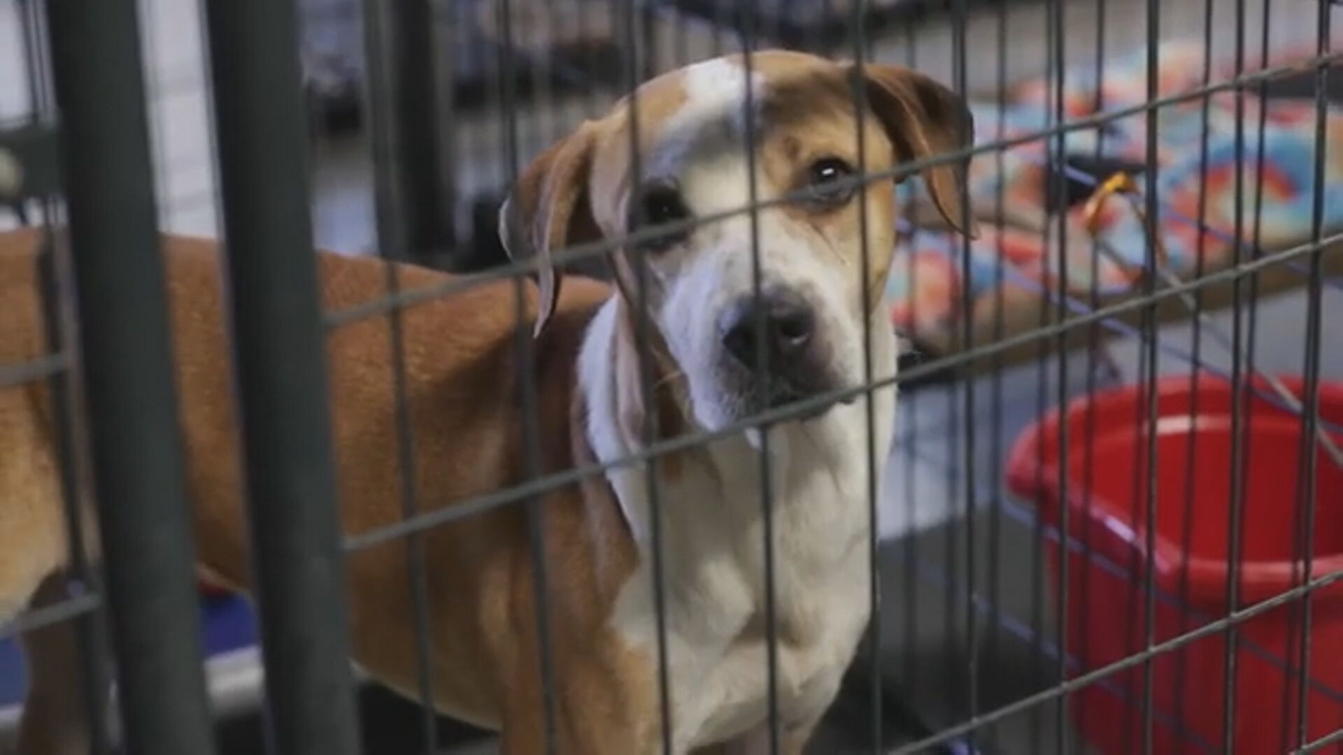 ARC rescued dog from Mexico
