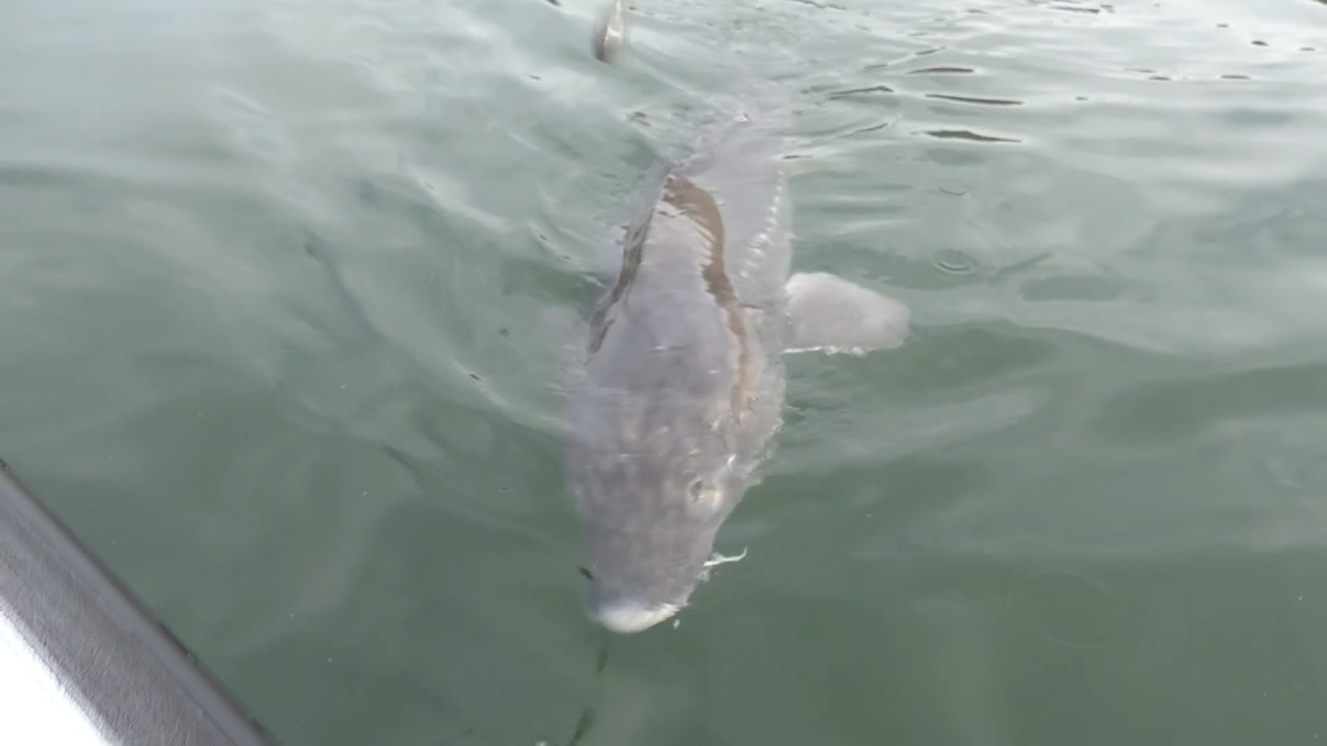 Sturgeon dying