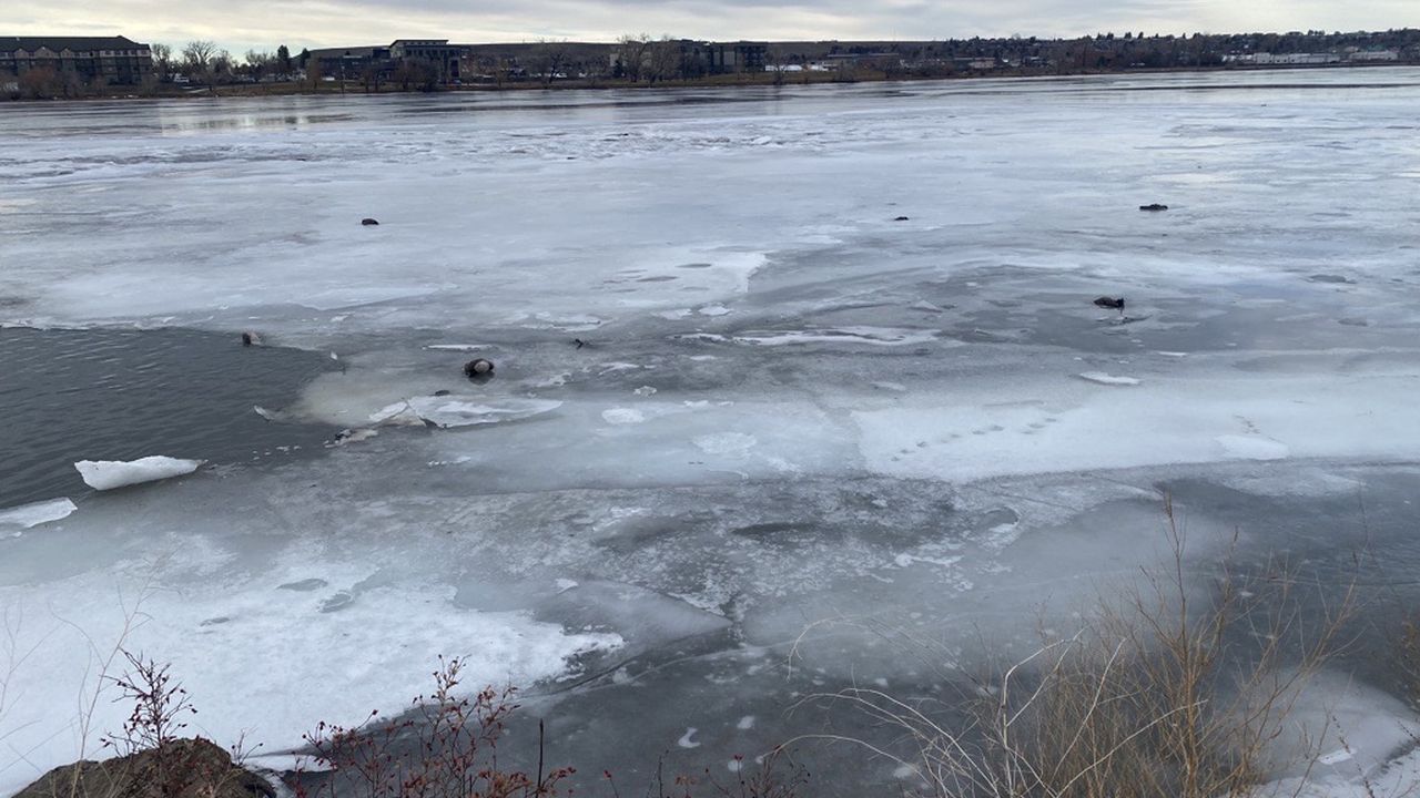 Dead geese in the river in Great Falls (January 2023)