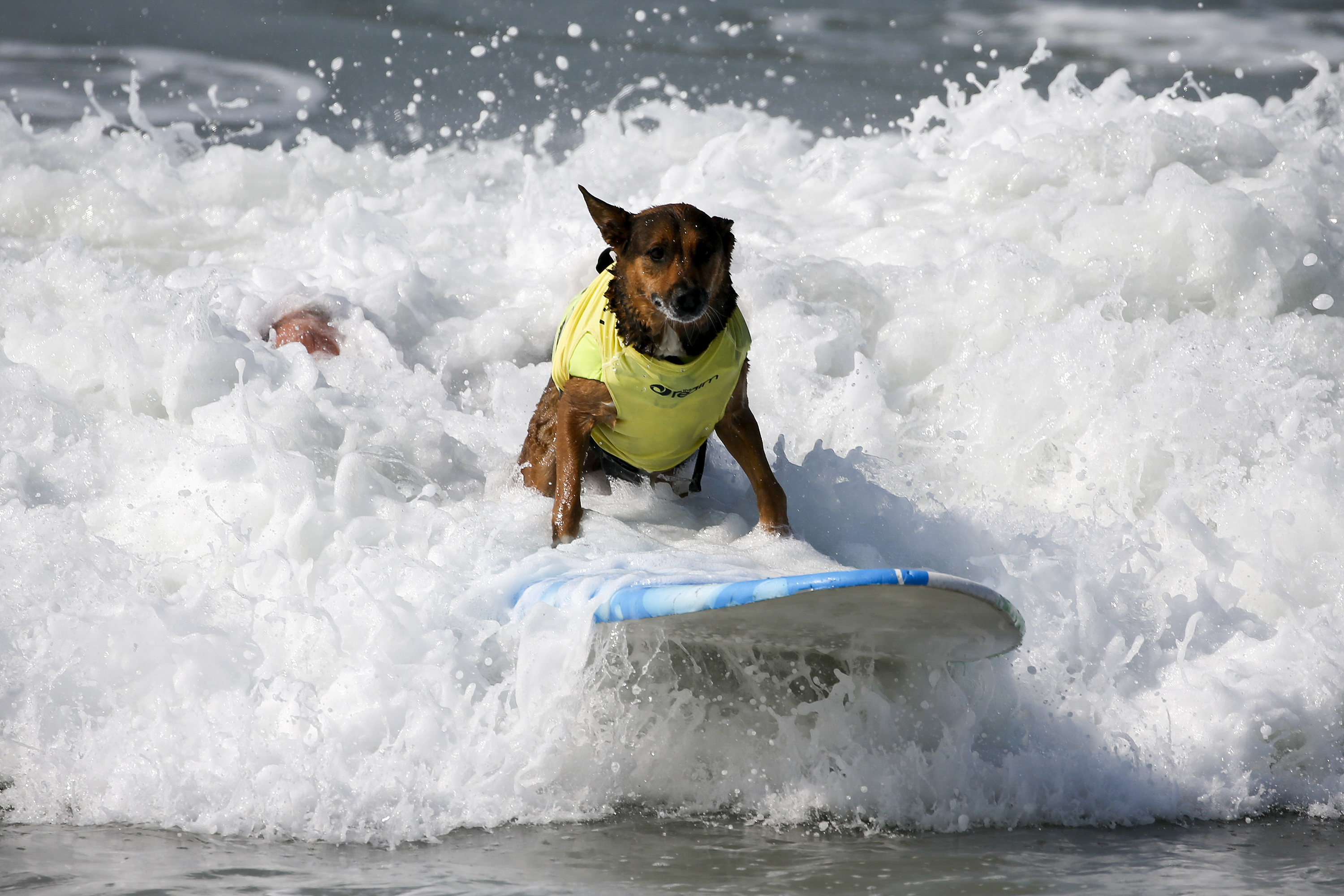 Surf City Surf Dog