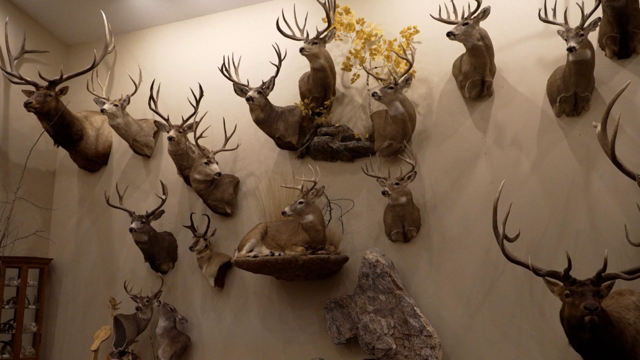 taxidermy