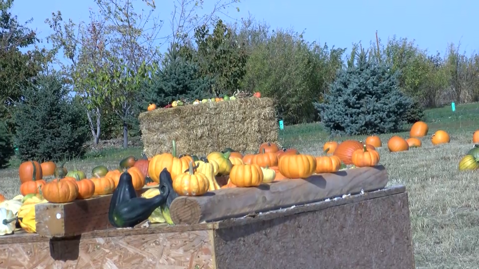 "Pumpkins For A Cause"