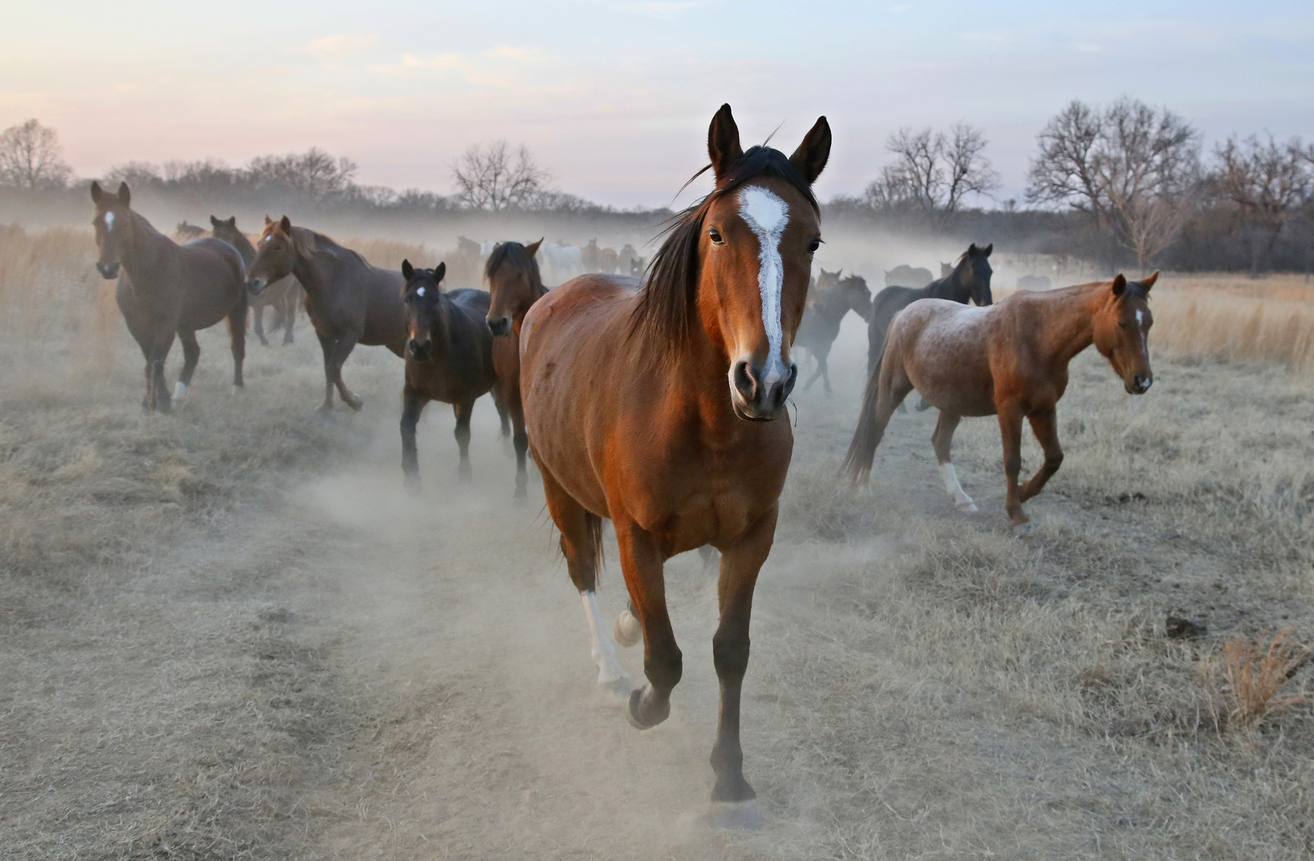 Travel Wild Horses