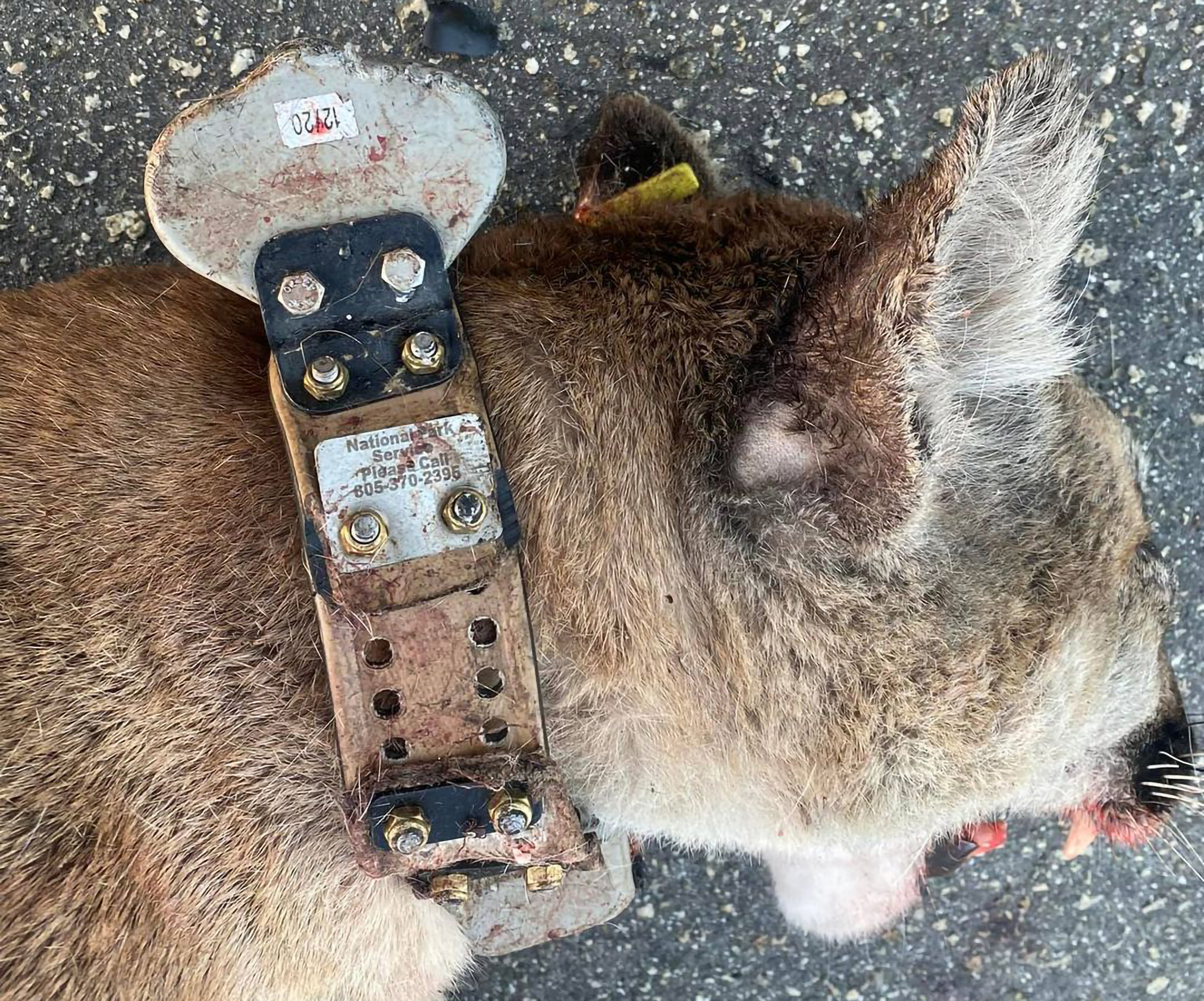 Mountain Lion Road Death
