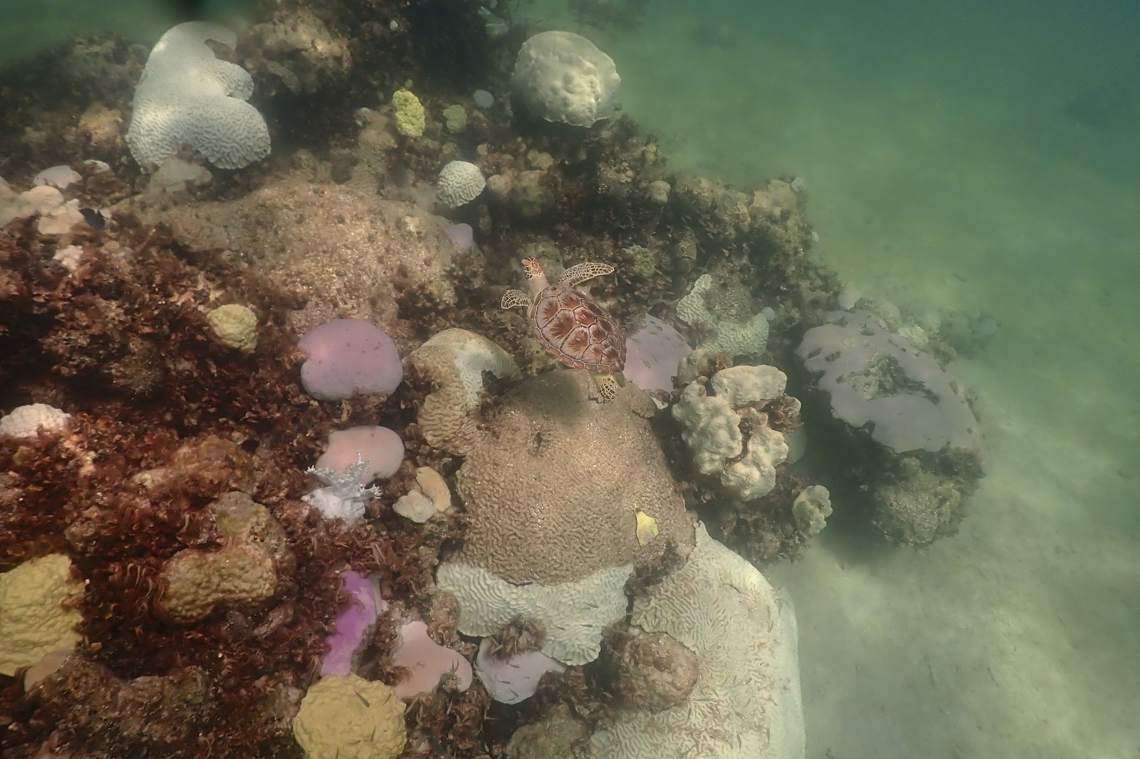 In this image provided by NOAA, a turtle swims near coral, some partially white or pink, that are signs of bleaching, at Cheeca Rocks off the coast of Islamorada, Fla., on July 23, 2023. Scientists have seen devastating effects from prolonged hot water surrounding Florida — coral bleaching and some death. (Andrew Ibarra/NOAA via AP)