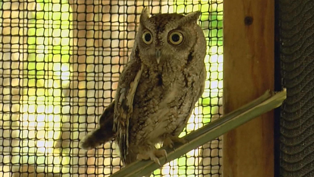wptv-owl.jpg