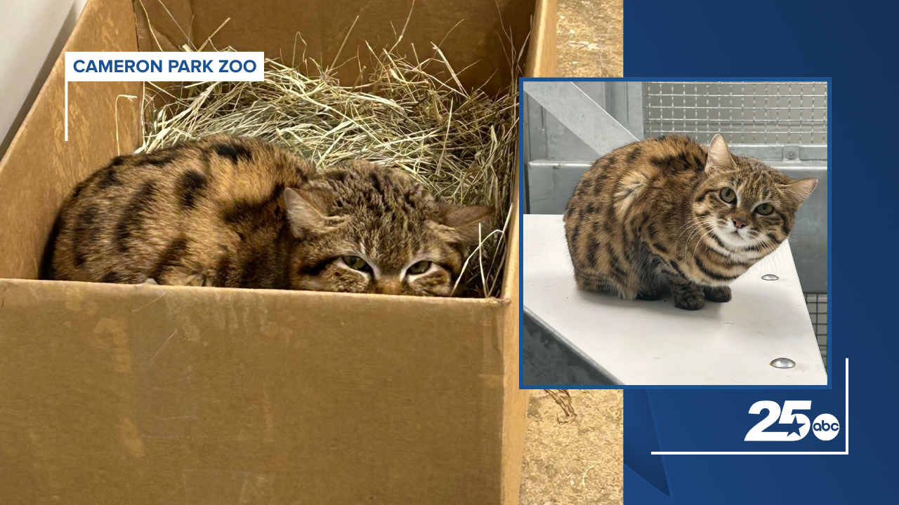 BANDIT CAT AT CAMERON PARK ZOO
