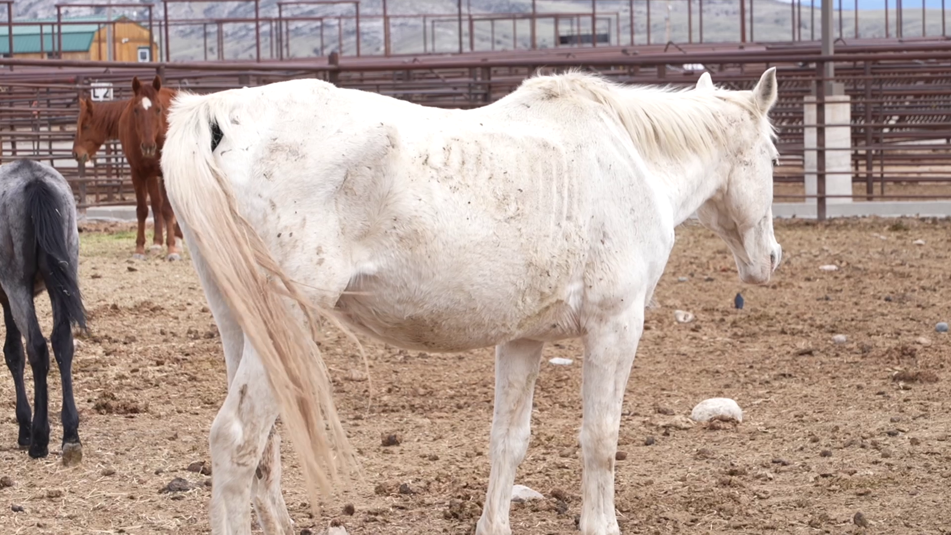 2 people charged in animal cruelty investigation in Gallatin County