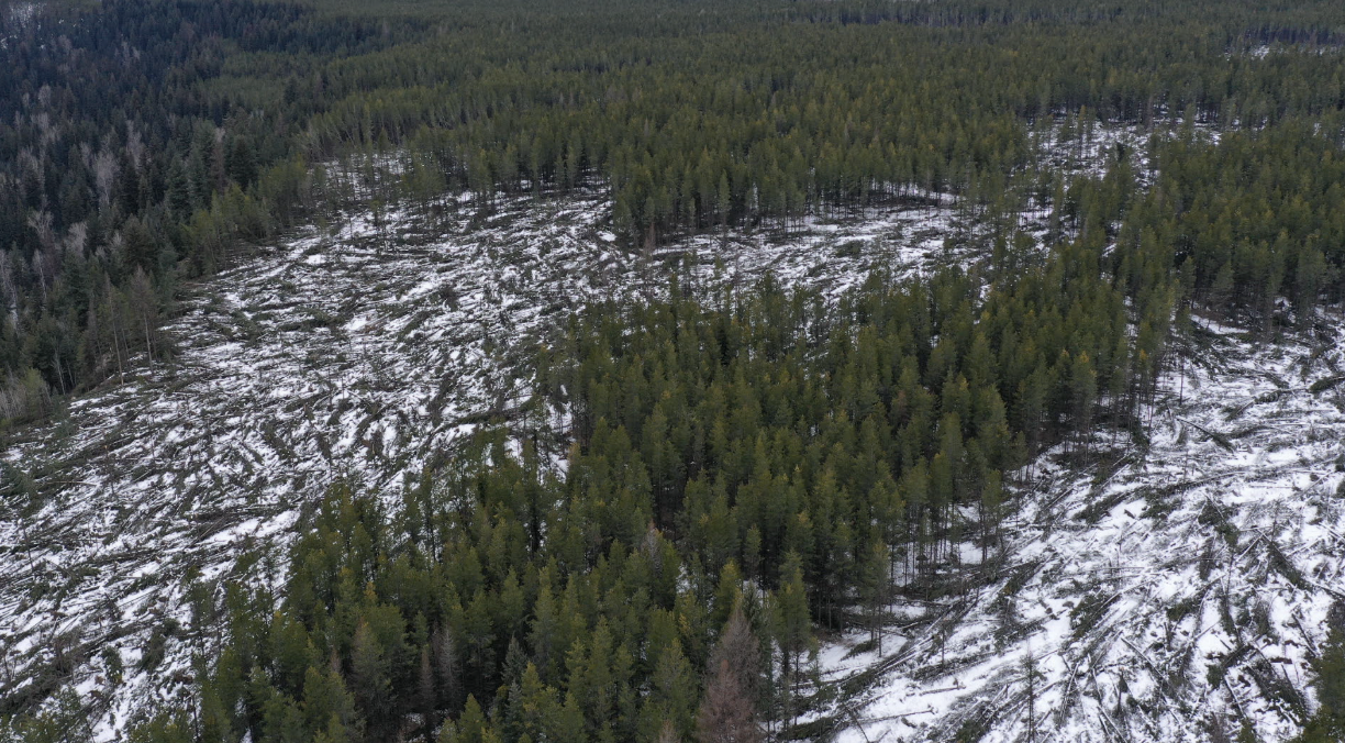 Down Timber
