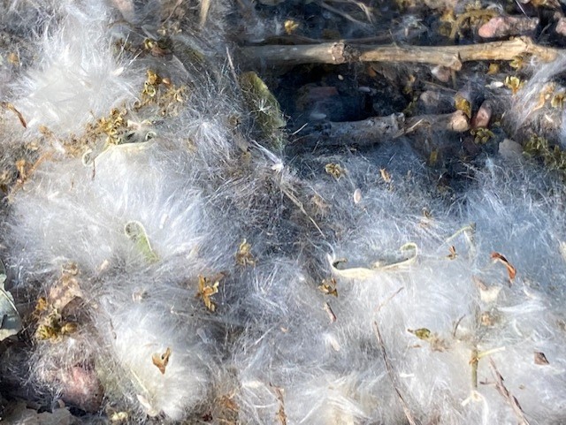 Cottonwood fluff
