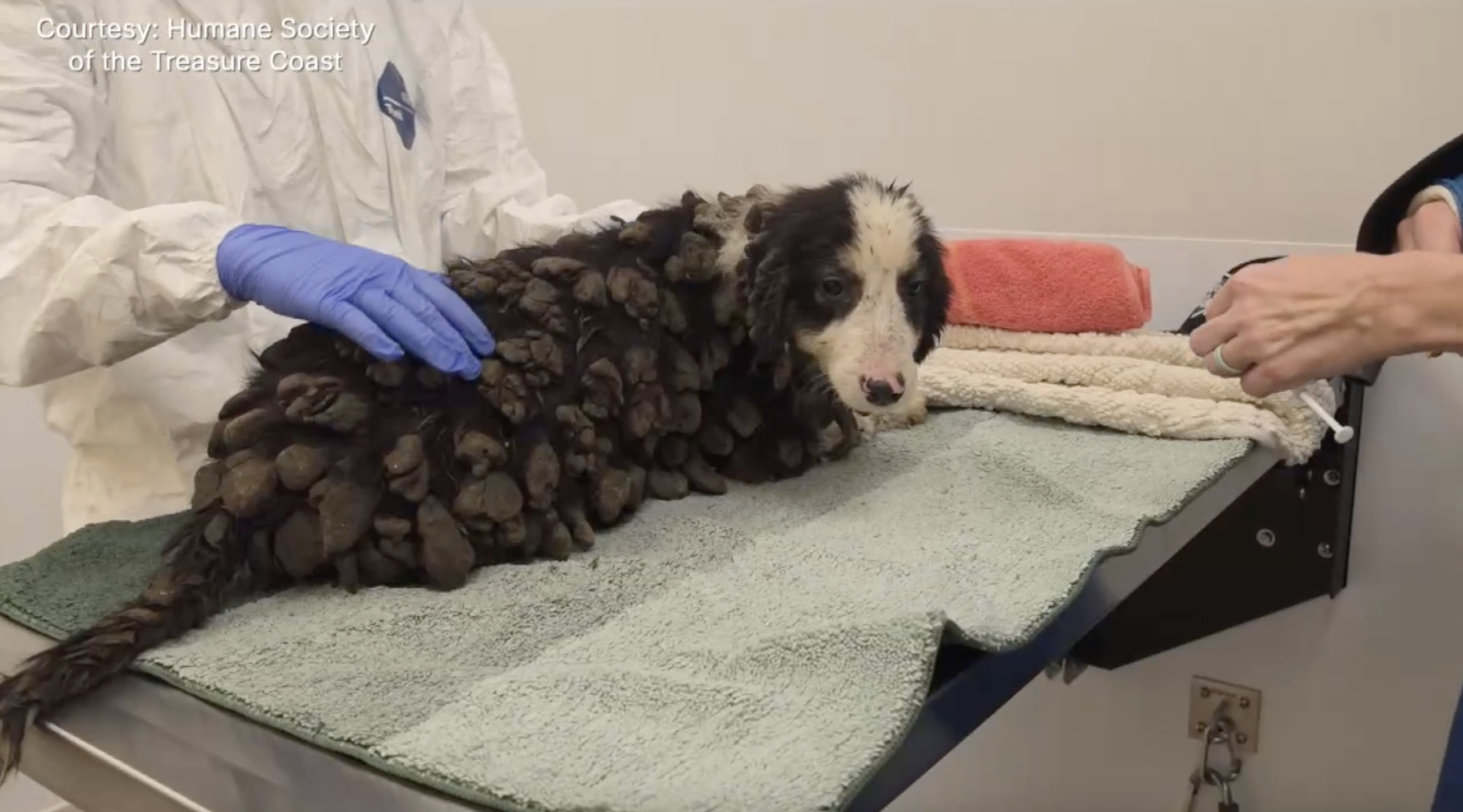 Border collie humane society of the treasure coast.png
