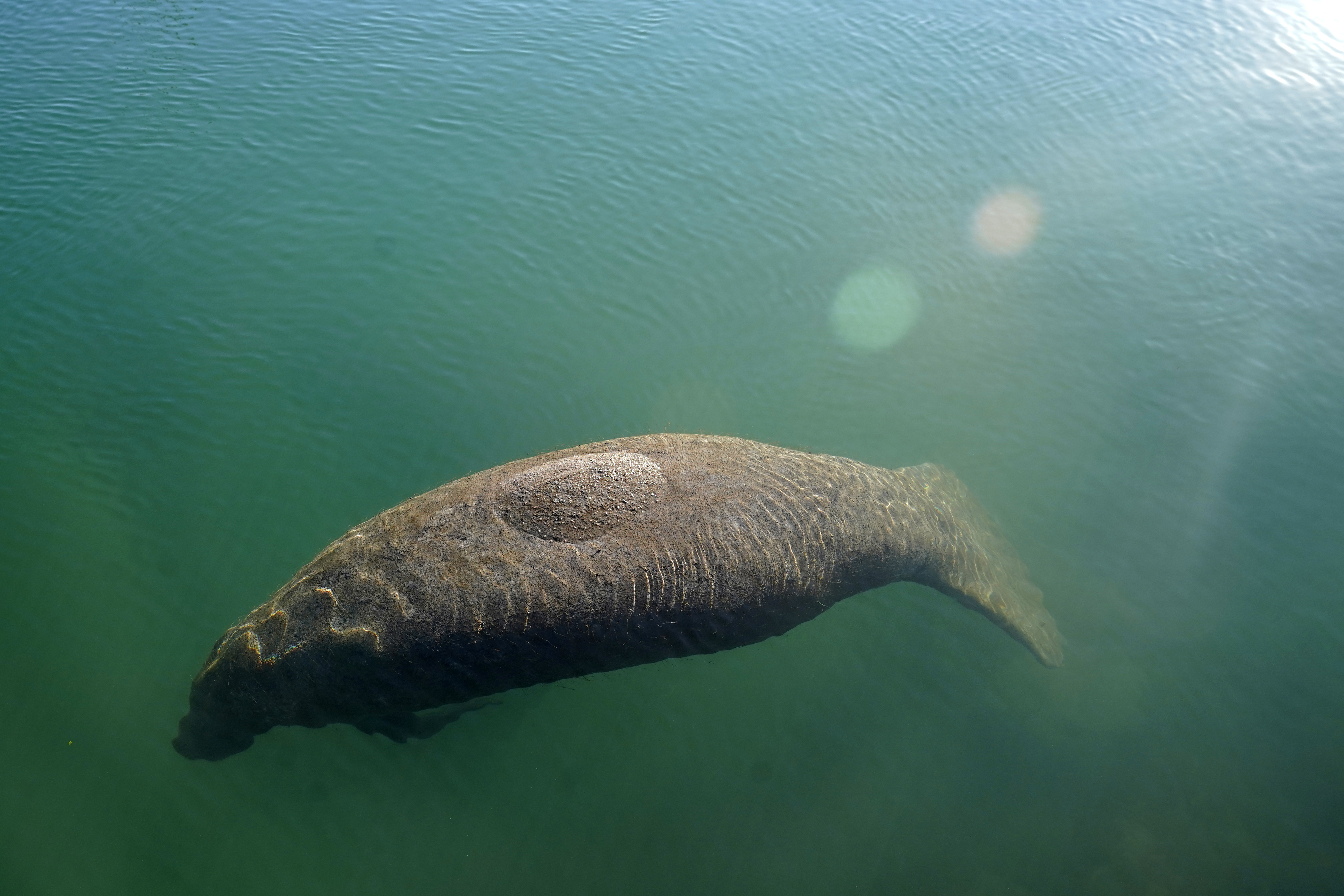 Dying Manatees-Florida