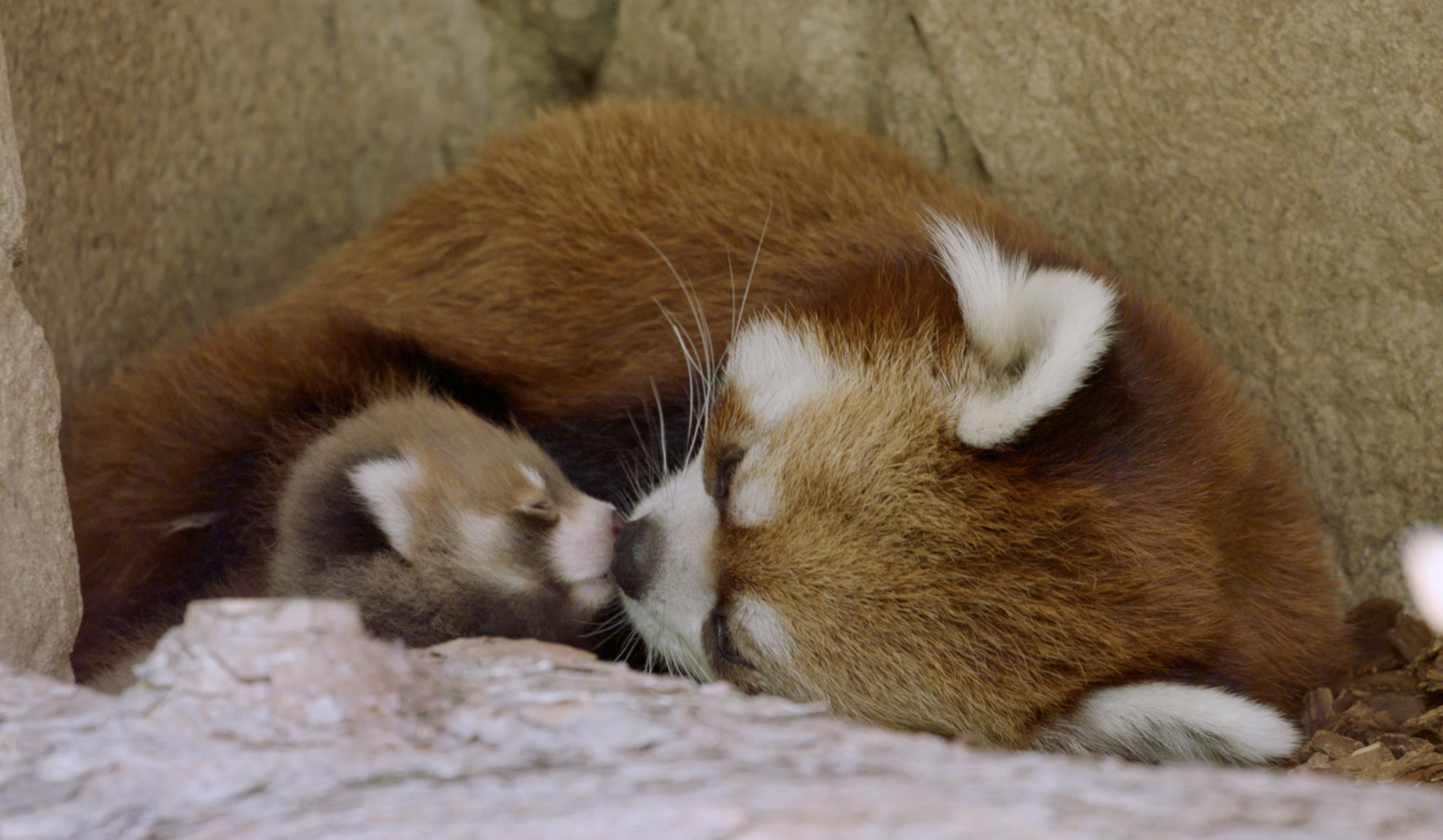 Red Panda