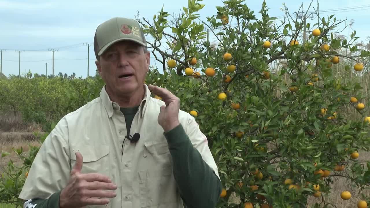 Citrus Farmer