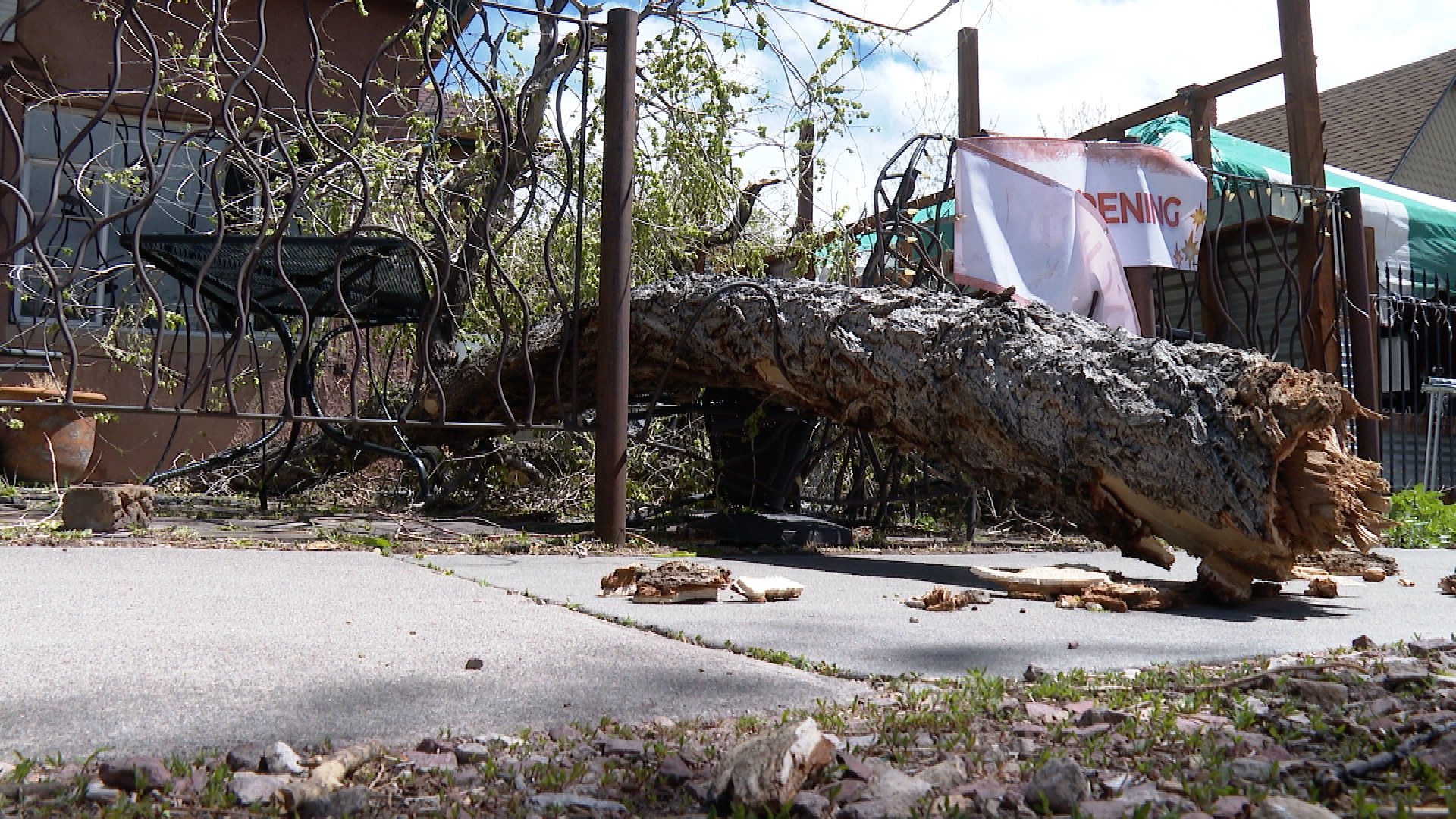 Cucuru Gallery Cafe fallen tree