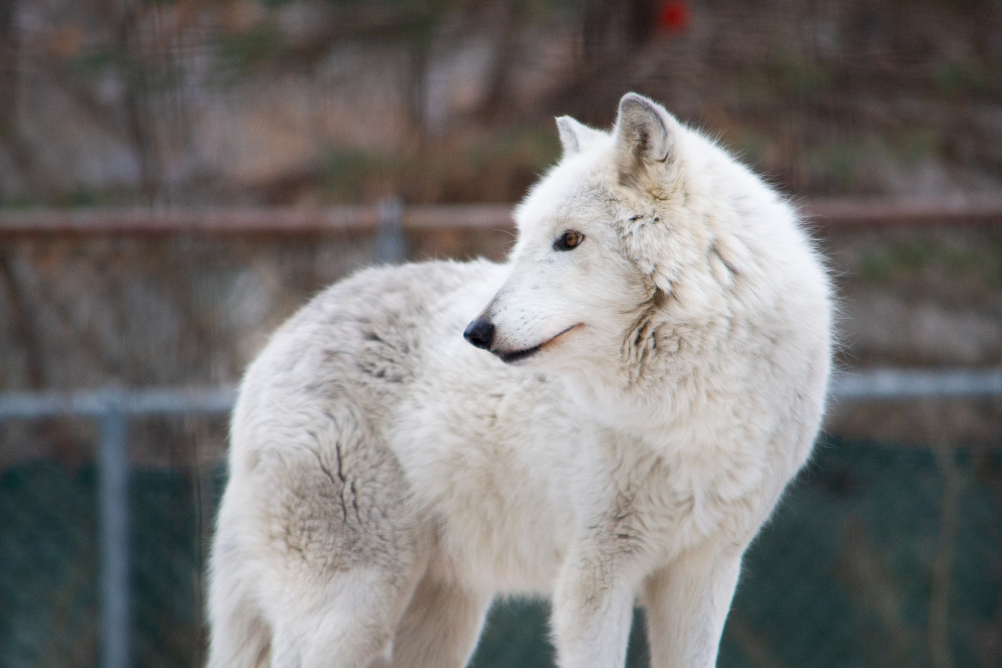 Tala, Potter Park Zoo's gray wolf, passes away at 13 