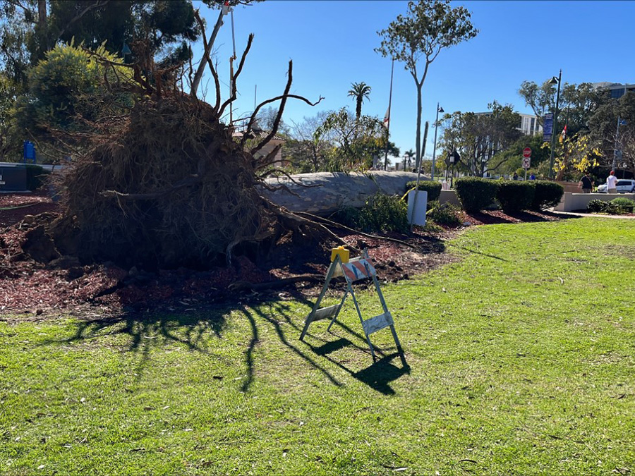 balboa_park_tree_cabrillo_bridge_012623.jpg
