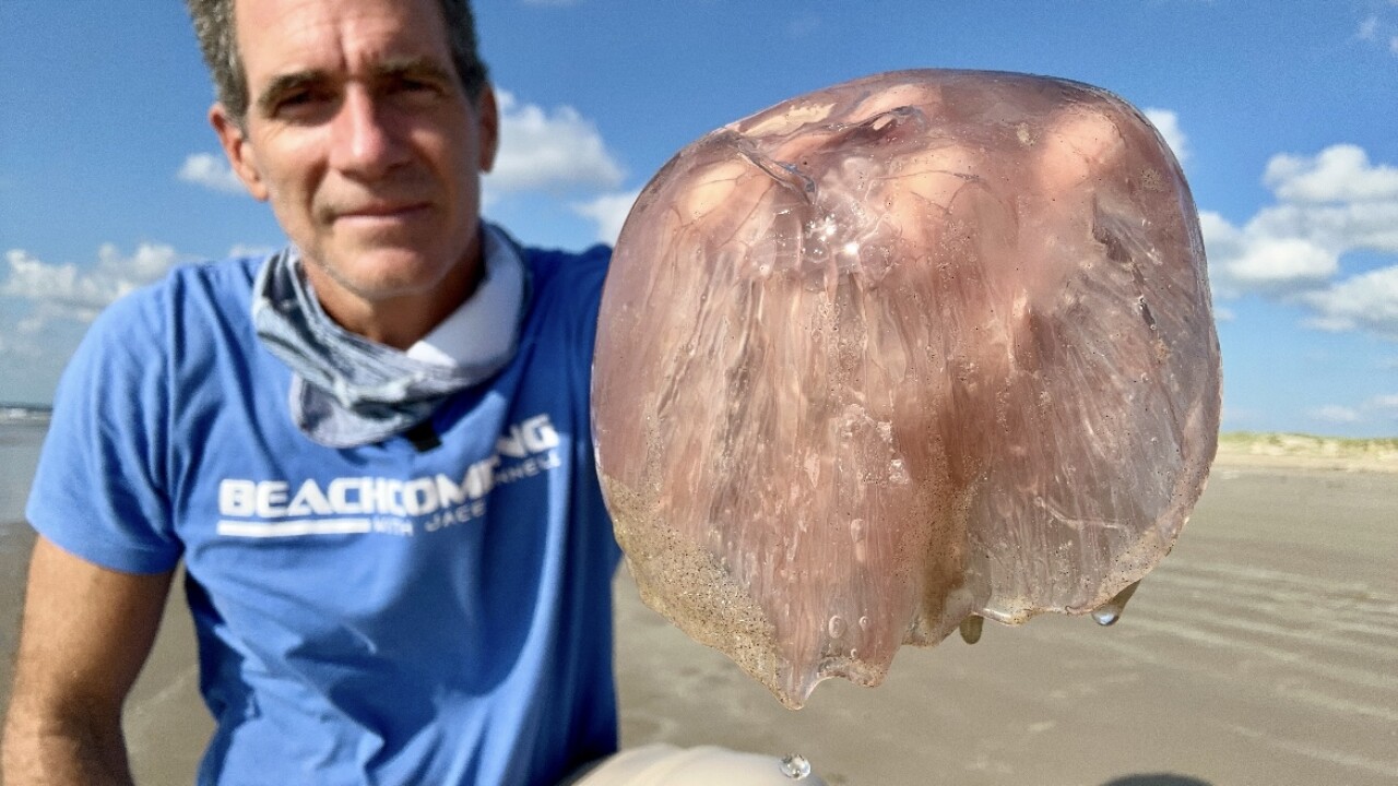 Man holding a rare pink jellyfish.
