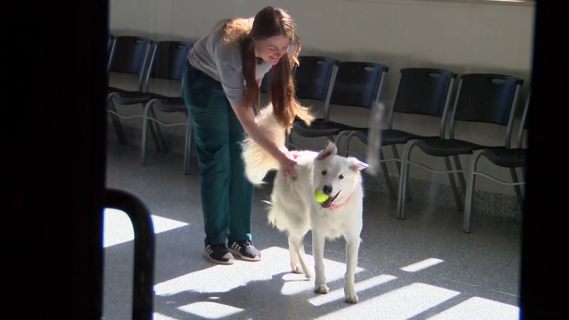Deaf dog in Great Falls needs a loving home