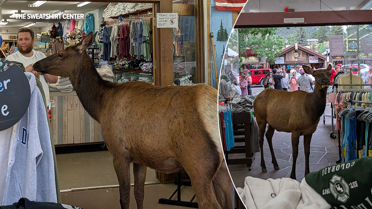 elk-estes-park-sweatshirt-center.jpg