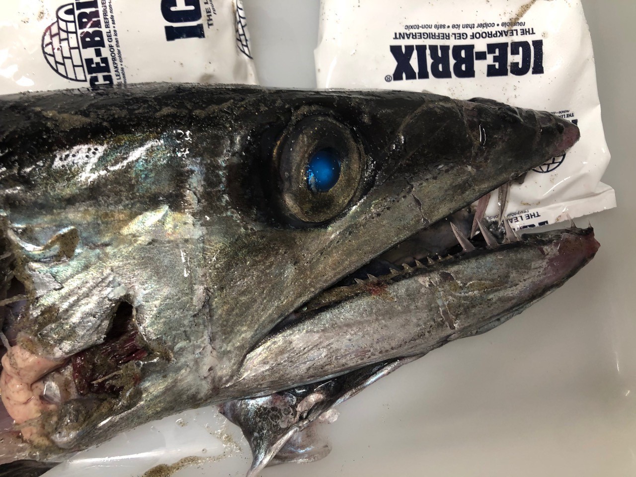 Lancetfish_II
