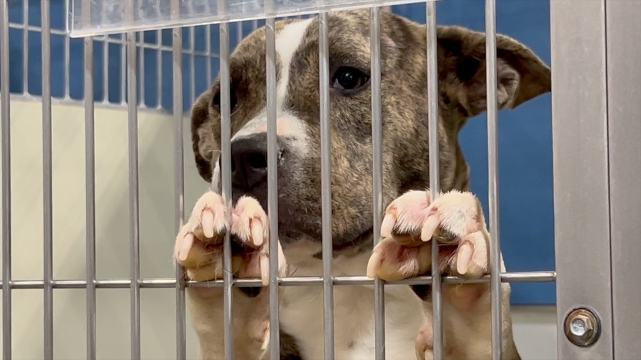 Mega pet adoption event Saturday features dogs, cats and reptiles seeking forever homes