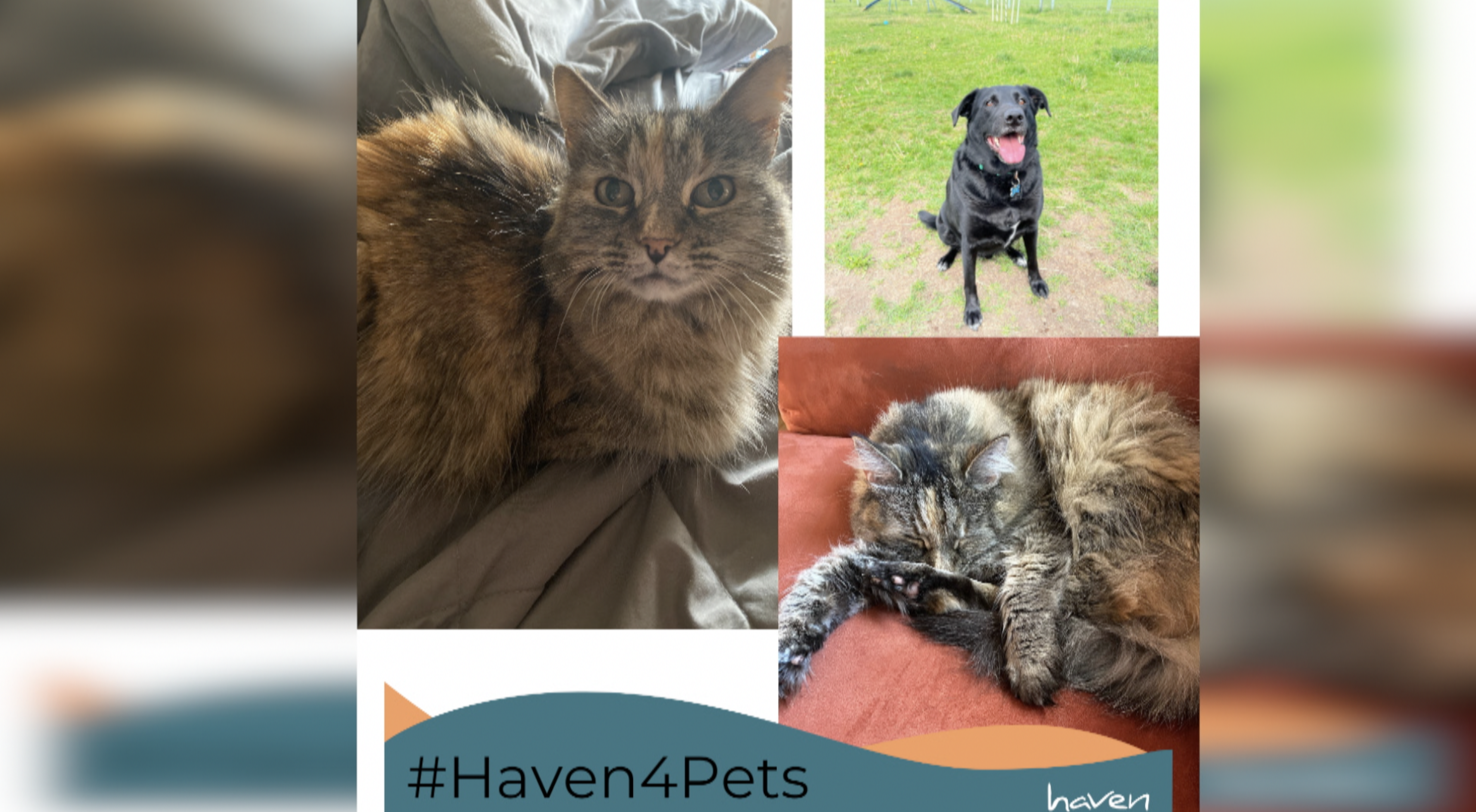 Screen Shot 2022-10-11 at 4.19.31 PM.png