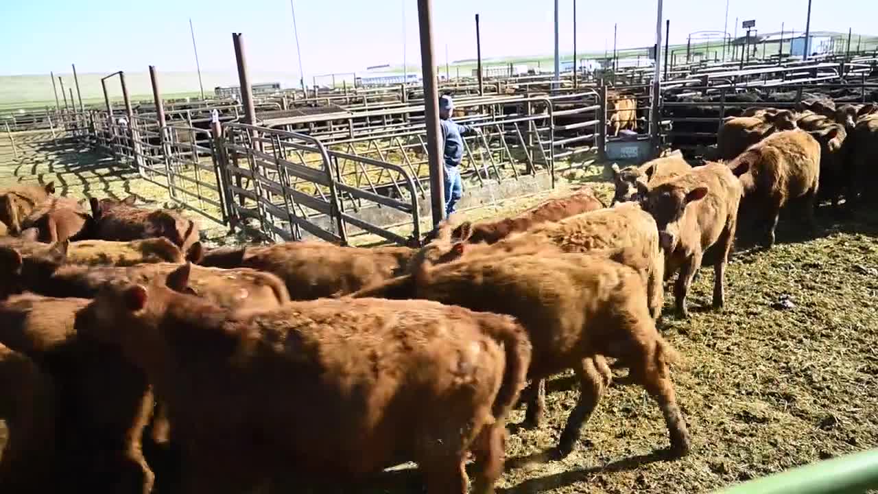 Montana Ag Cattle