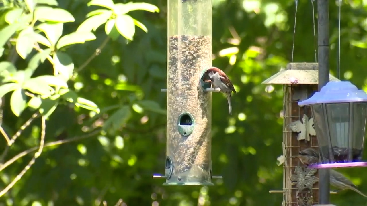 WCPO bird feeder.png