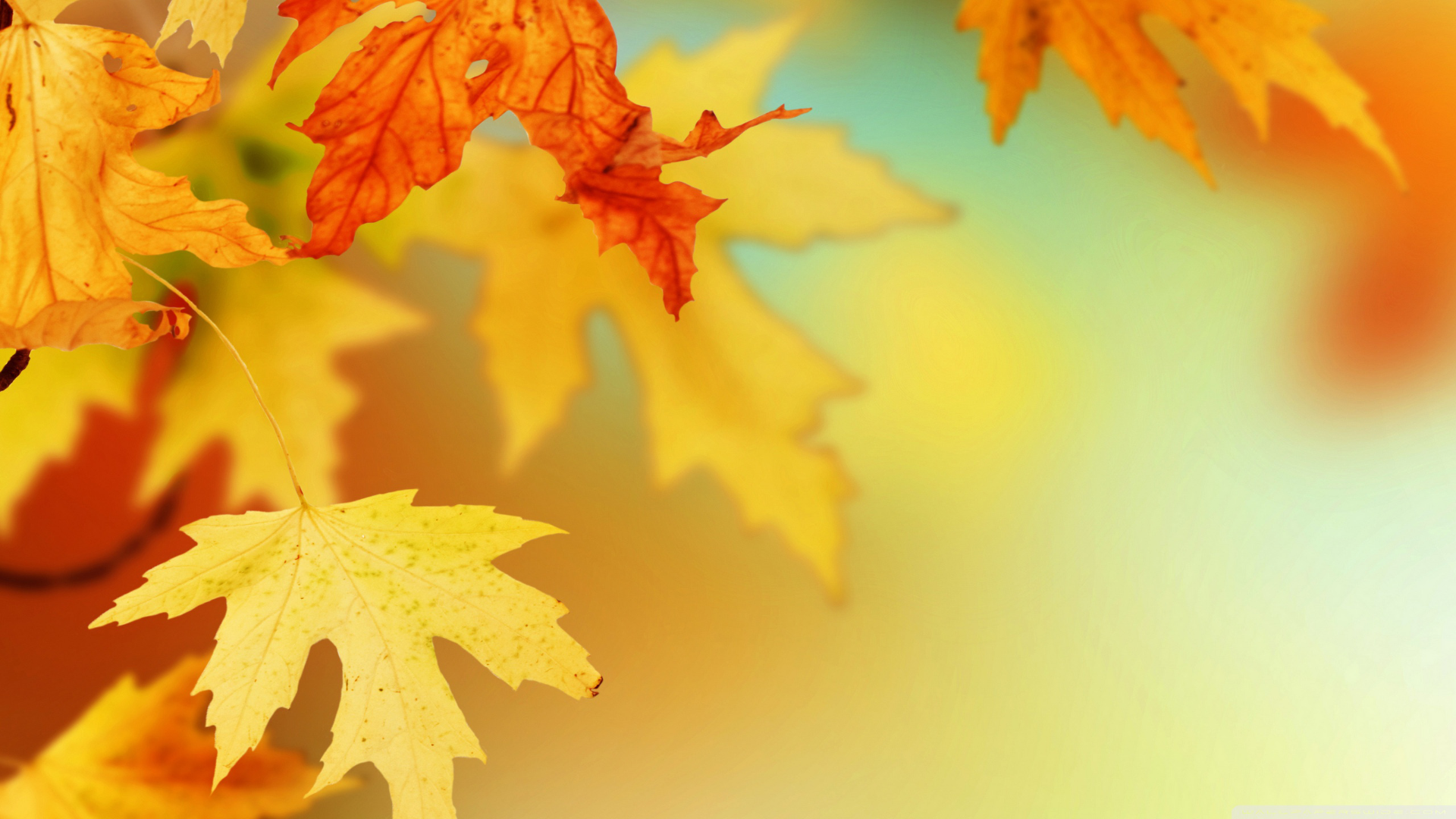 wx-fall leaves.png