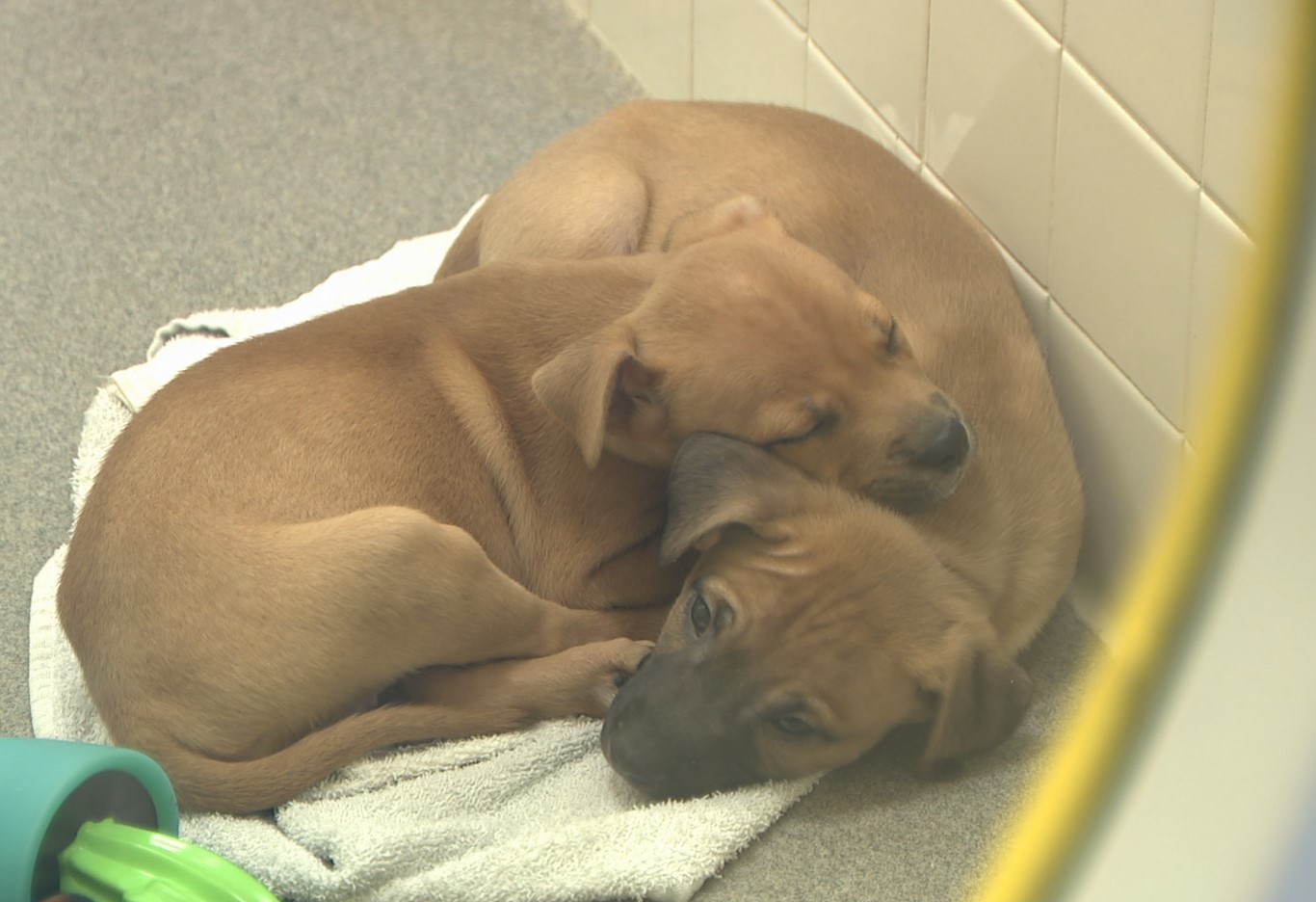 A second chance at life: woman rescues dog, puppies abandoned on side of the road